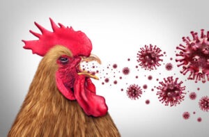 H5N1 transmission